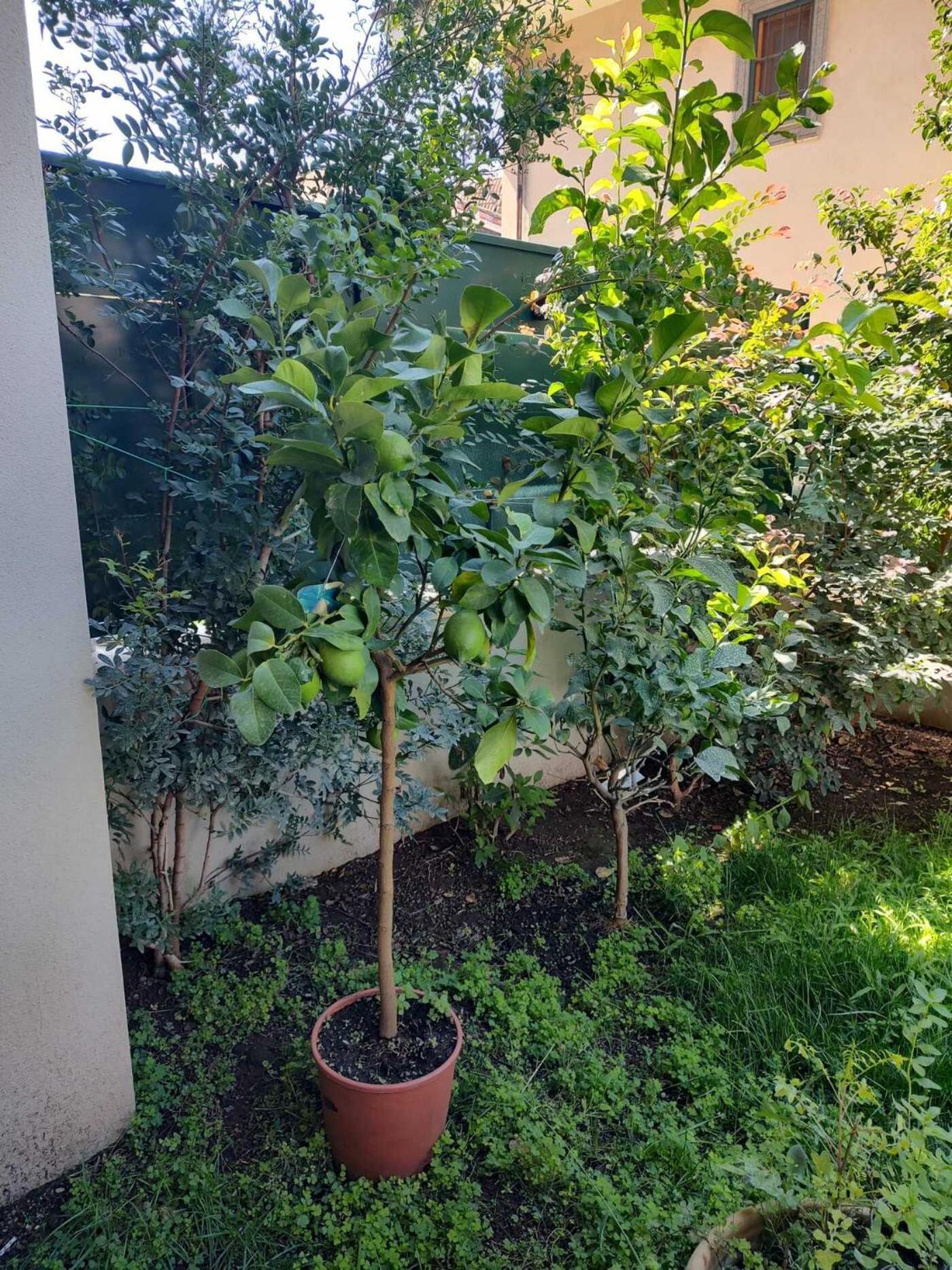 Willa Il Giardino Di Limoni Marino Zewnętrze zdjęcie